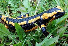 feuersalamander-tawnyowl - Pixabay