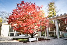 basu-4 - 1 - Torben Gocke