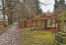 Blutbuchenallee - 1 - Sylvia Frevert