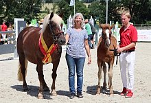 pferdezuchter - 1 - Jana Linnenbrügger