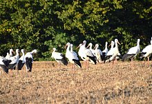 Störche am 2.9. im Bielefelder Norden - 1 - Uwe Ongsiek