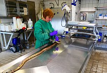 CVUA OWL in Detmold - 1 - CVUA OWL