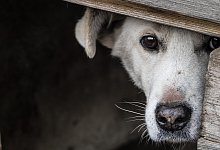 Tierheim-Tiere - Symbolfoto: Pixabay