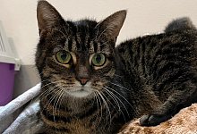 mimmi1_0425 - Tierheim Detmold