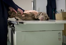 Was ein Beinbruch für Hund und Katze bedeutet - 1 - Frank Rumpenhorst/dpa/dpa-tmn