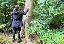 20251002_pm_klimaangepasstes-waldmanagement-2 - 1 - Stadt Lügde