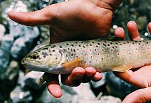 pexels-toulouse-3098642 - 1 - Symbolfoto: pexels.com