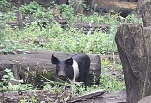 schweine - 1 - Karl Banghard