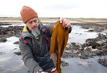 Jayson Byles mit Fingertang (Laminaria digitata) - D&ouml;rte Nohrden/dpa-tmn