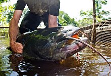 Riesenwels - Patrick Pleul/dpa-Zentralbild/dpa