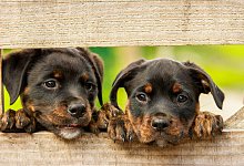 Hundewelpen - Symbolbild Pixabay