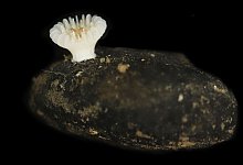 Neue Tiefseekoralle lebt nur auf Manganknollen - Guadalupe Bribiesca-Contreras/National Oceanography Centre, United Kingdom/dpa