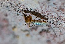 M&uuml;cken werden als Krankheits-&Uuml;bertr&auml;ger gef&auml;hrlicher - Foto: Patrick Pleul/dpa-Zentralbild/dpa