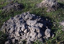 Maulwurfsh&uuml;gel - Foto: Andrea Warnecke