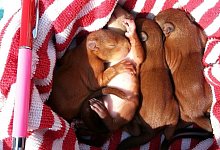 21c6d089-658b-496d-9c72-4c998ab88c1f - 1 - Stefanie Belka