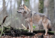 Europ&auml;ischer Grauwolf - Ingo Wagner/dpa/Illustration