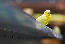 Wellensittich - Foto: Andrea Warnecke/dpa-tmn