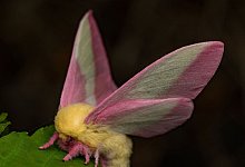 Fliegendes Sahnebonbon als Musterbeispiel der Evolution - Jeremy Squire/Florida Museum of Natural History/dpa