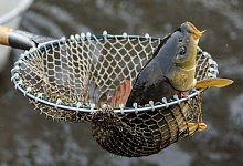 Weihnachtskarpfen-Verkauf - Daniel Karmann/dpa