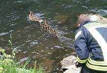 Wehr rettet Entenfamilie - Feuerwehr Bad Salzuflen