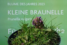 Kleine Braunelle - Marcus Brandt/dpa