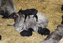 L&auml;mmer - Matthias Bungeroth