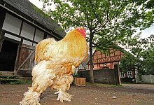 H&auml;hnewettkr&auml;hen - Robin J&auml;hne