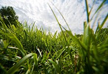 Ein Rasen im Fr&uuml;hling - Andrea Warnecke/dpa-tmn/dpa