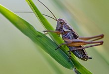 Grash&uuml;pfer - Patrick Pleul/dpa