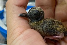 Blauaugent&auml;ubchen - Chester Zoo/dpa