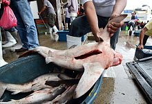 Blauhaie - Ritchie Tongo/EPA/dpa