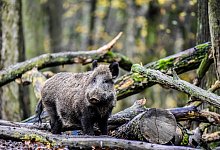 2017-11_pressefoto_schwarzwild-kapuhs-djv - djv