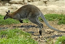 Symbolbild - K&auml;nguru im Gehege - Armin Weigel/dpa