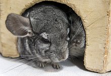 Chinchilla - Foto: Jens Schierenbeck/dpa-tmn