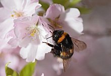 Gartenhummel - picture alliance / dpa