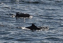 Schweinswale auf der Flensburger F&ouml;rde - Foto: Carsten Rehder