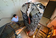 Museum f&uuml;r Naturkunde in G&ouml;rlitz - Foto: Robert Michael/dpa-Zentralbild/dpa