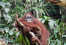 Orang-Utan Ben - BOS Foundation/dpa