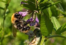 Insektensommer 2021 - Foto: Daniel Bockwoldt/dpa/Daniel Bockwoldt