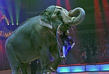 Zirkus - Foto: Ursula D&uuml;ren/dpa/Archiv