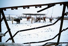 Mongolei - Davaanyam Delgerjargal/dpa