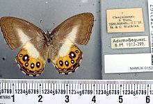 Schmetterlingsgruppe nach Herr-der-Ringe-B&ouml;sewicht benannt - Blanca Huertas//Natural History Museum/PA Media/dpa