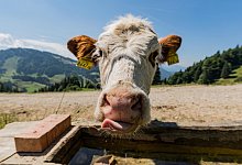 Knappes Futter - dpa