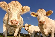 Rinder - Symbolbild: Pixabay