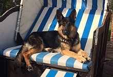 tasso-255803386_4509036642524134_8523632672694639477_n - Rainer Wilke