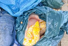 Netzpython in Müllsack entdeckt - Polizei Soest/dpa