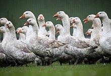 G&auml;nse - Christian Charisius/dpa