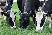 Weideaustrieb in der Milchwirtschaft - Oliver Berg/dpa