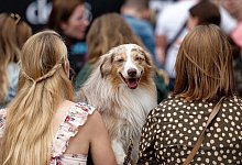 German Petfluencer Award - Foto: Henning Kaiser/dpa