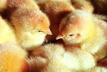 M&auml;nnliche K&uuml;ken - dpa